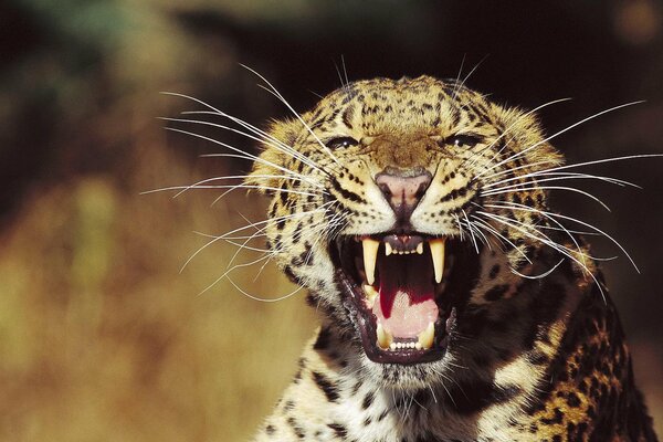 A leopard with a long mustache and an open mouth