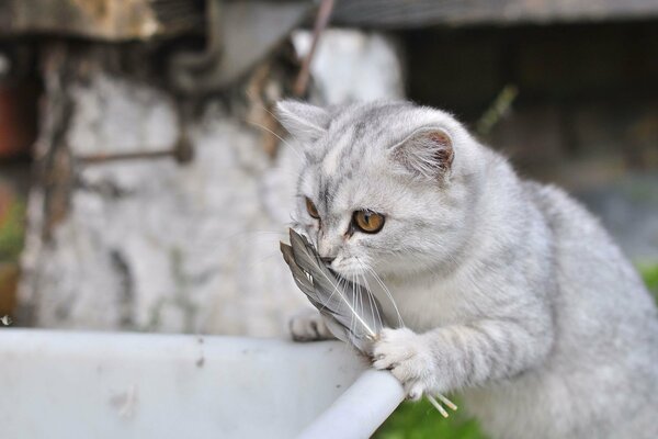 Красивый белый котенок с перьями в лапках