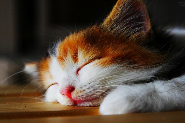 A small white-red kitten sleeps on the floor