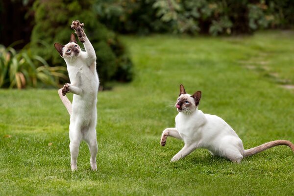 Two cats playing on the grass