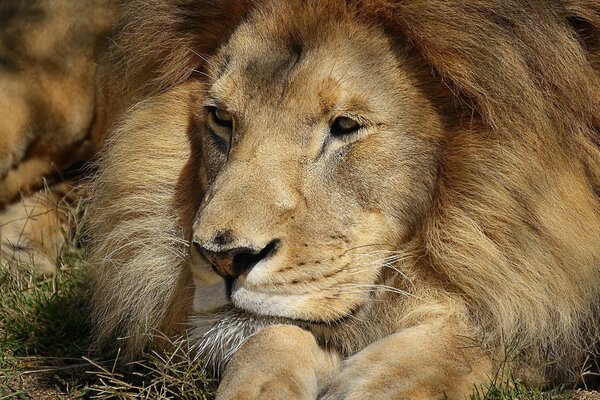 The proud lion lies contented