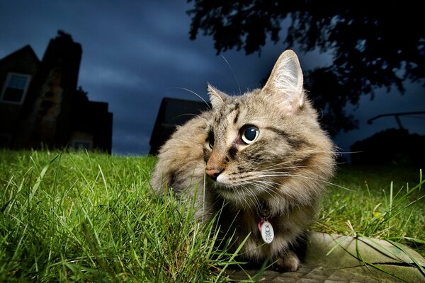 A cat in the evening with a frightened look