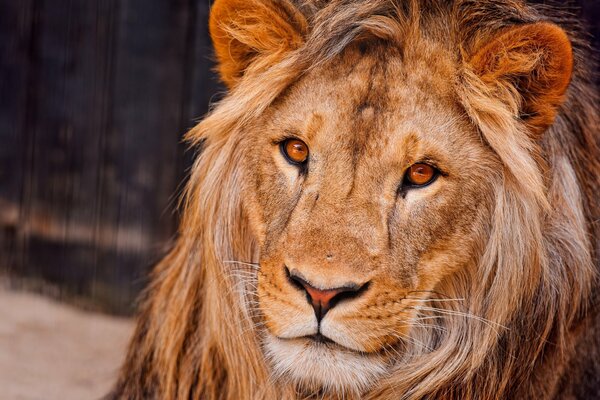 Wild cat - lion with a long mane