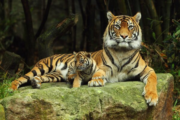 A tigress is resting with her tiger cub on a rock