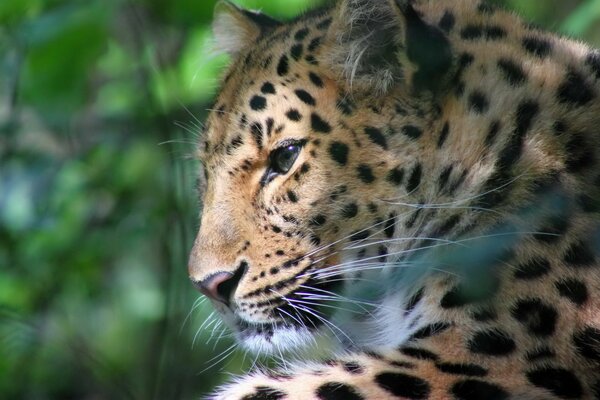 A gorgeous leopard in profile. Resting