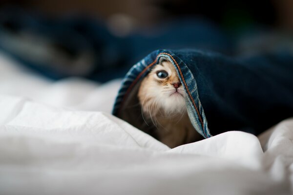 Gatito en la cama se enredó en sus pantalones y se asoma por debajo de ellos