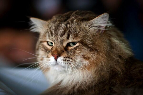 Chat adulte avec de longues vrilles