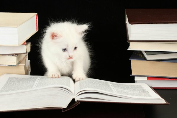 Gato científico, sólo pequeño y blanco