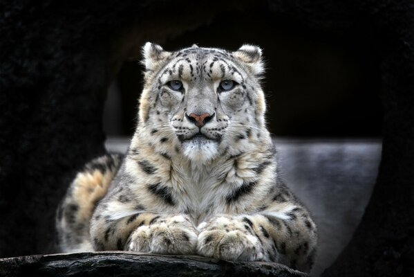 Leopardo de las Nieves sobre fondo negro