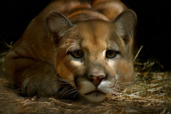 Sad cougar is lying on the hay