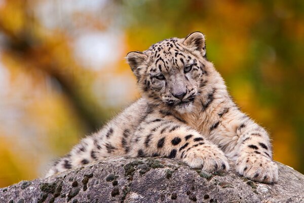 Leopardo delle nevi giace su una roccia