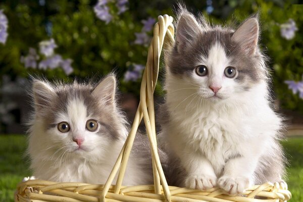 Two-tone fluffy kittens in a basket