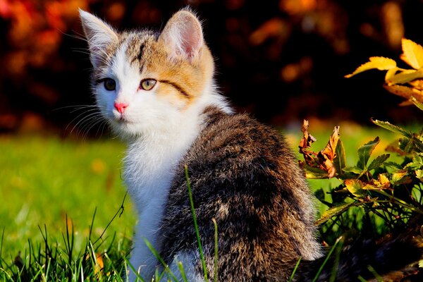 A cat with a white muzzle in nature