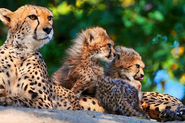 Familia de guepardos yace en la arena