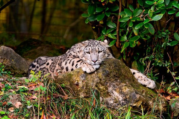 Schneeleopard liegt im Wald