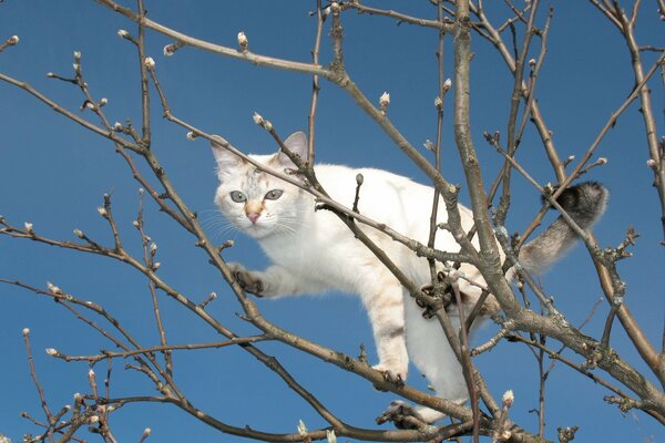 Белый зимний котик на деревн