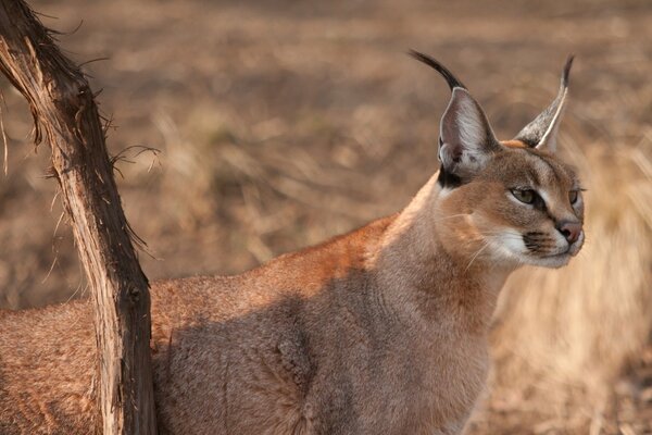 Caracal vigile guarda attentamente in lontananza