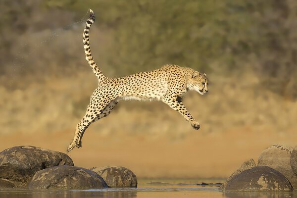 Saut de guépard sur les rochers dans la rivière