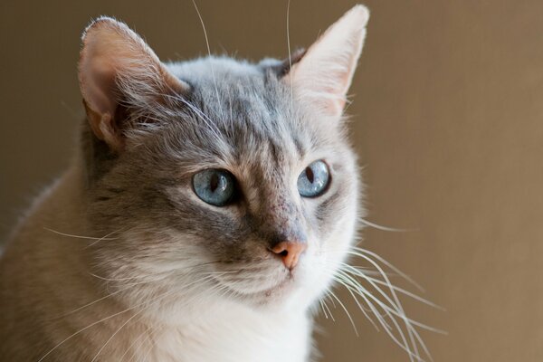 Blauäugige Katze auf einem einfarbigen Hintergrund