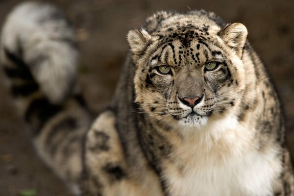 Una mirada a la cámara del leopardo de las Nieves