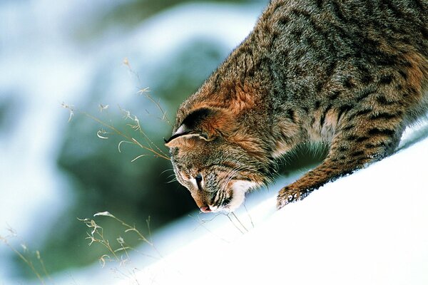 Chat sauvage à la recherche de quelqu un dans la neige