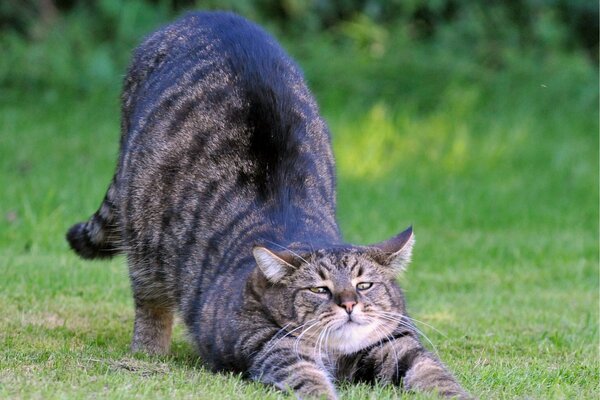 Graue Katze auf einem Spaziergang