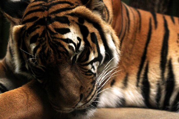 The tiger sleeps with his head on his paws