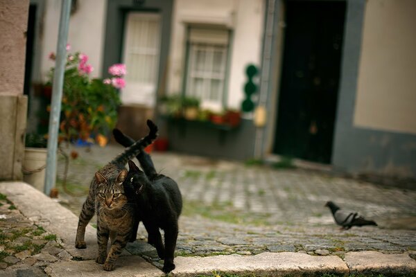 Dos gatos amistosos y una paloma en la acera