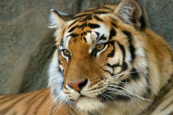 Der bengalische Tiger ist ein gnadenloser Raubtier