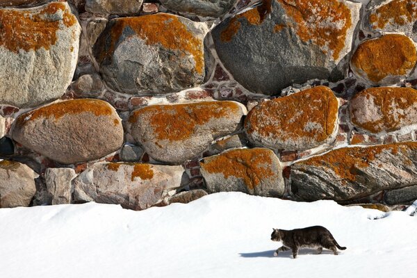 A cat walks in the snow on a background of stones