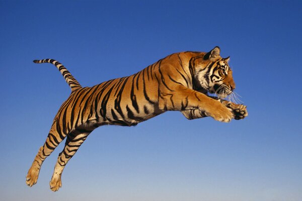 A predatory tiger in flight after a victim