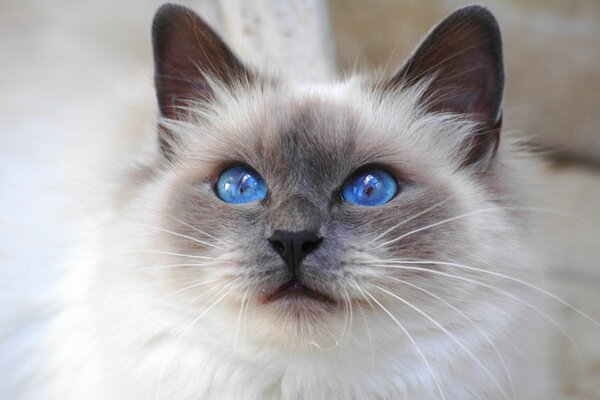 Birmanische Katze mit blauen Augen