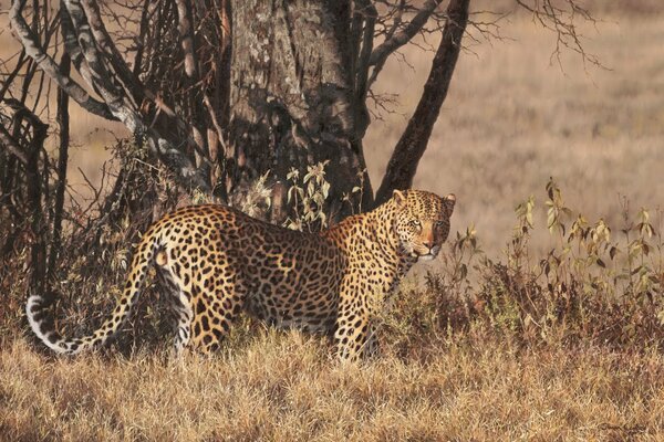 Leopardo en la Sabana bajo un árbol seco