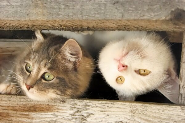 Dos hocicos de gato miran desde debajo de un árbol