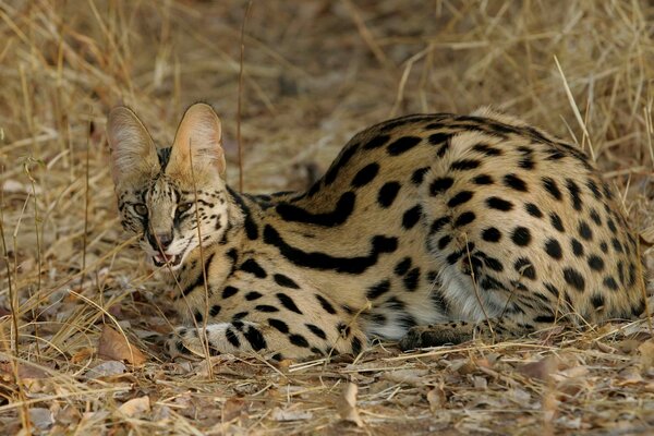 Bild einer wilden Katze, Leoparden