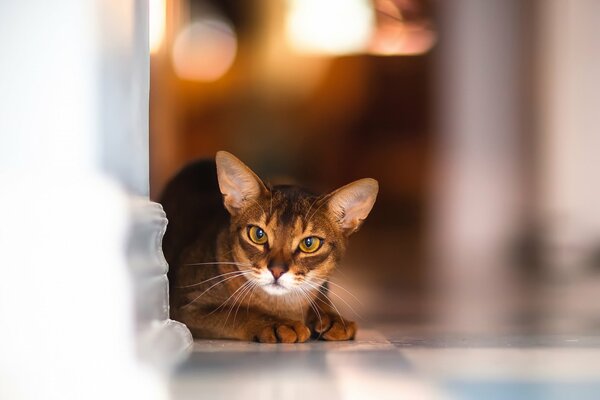 Photo de gros plan de chat avec bokeh à l arrière