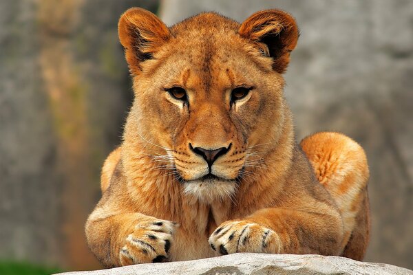 Jeune Lion fièrement plié ses pattes sur la pierre