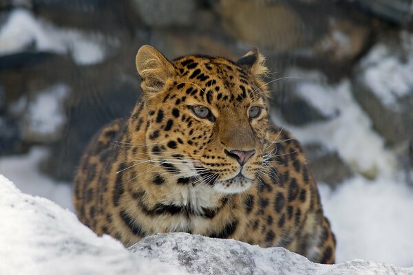 Bel leopardo sdraiato sulla neve