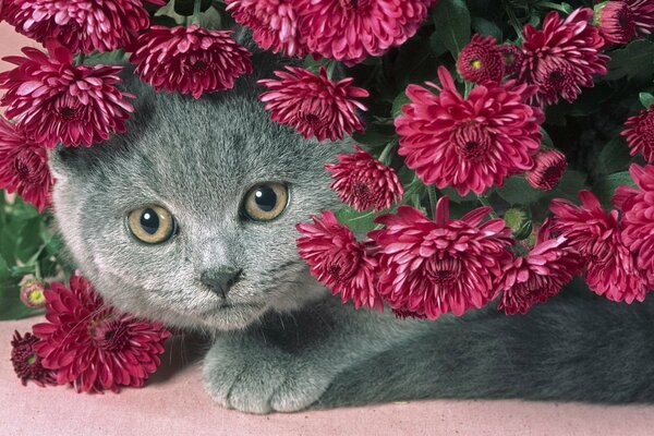 Un gatto grigio con uno sguardo patetico si siede sotto un bellissimo mazzo di fiori rossi