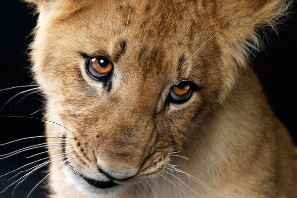 The look of a little lion cub. Amber eyes