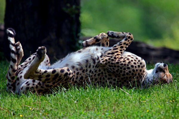 Bel leopardo sdraiato sull erba