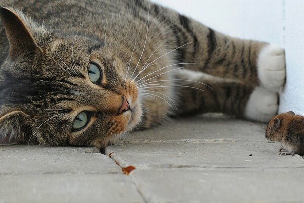 Photo de gros plan de chat et de souris