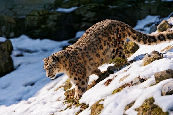 Leopardo de las Nieves caminando sobre la nieve en las montañas