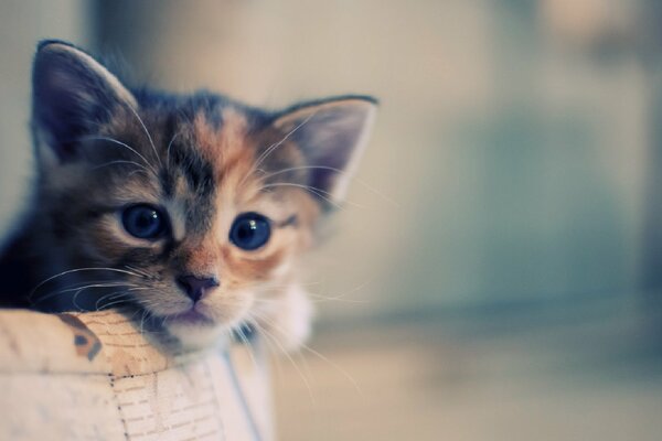 Photo d un chaton mignon Peeping avec un panier