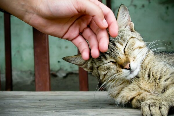 Die Reaktion der Katze auf die Zuneigung des Besitzers