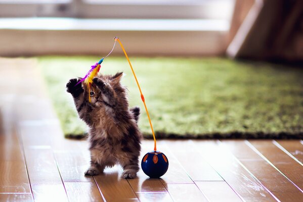 Grey fluffy kitten playing with colored feathers