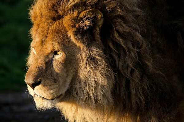 Der König aller Tiere, ein schöner Löwe