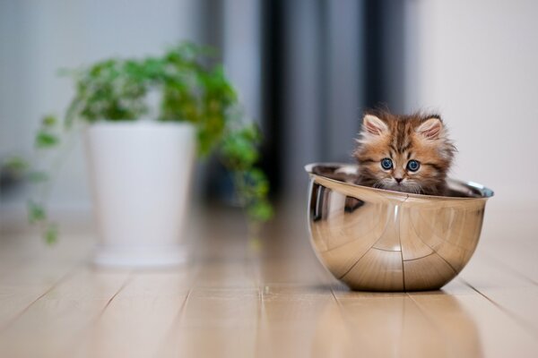 A pretty kitten is sitting in a saucepan