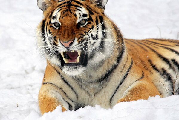 Le regard redoutable d un tigre prédateur