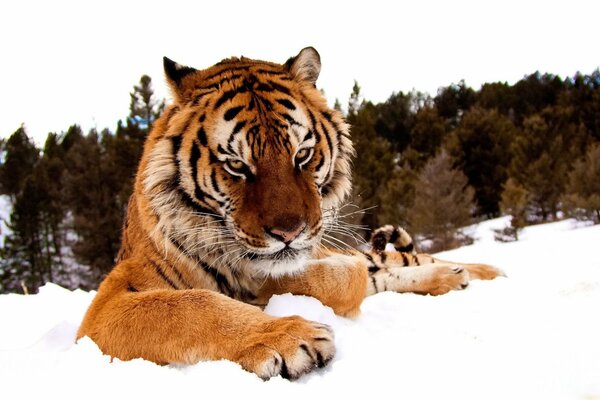 Muso di tigre con sguardo lunatico in inverno